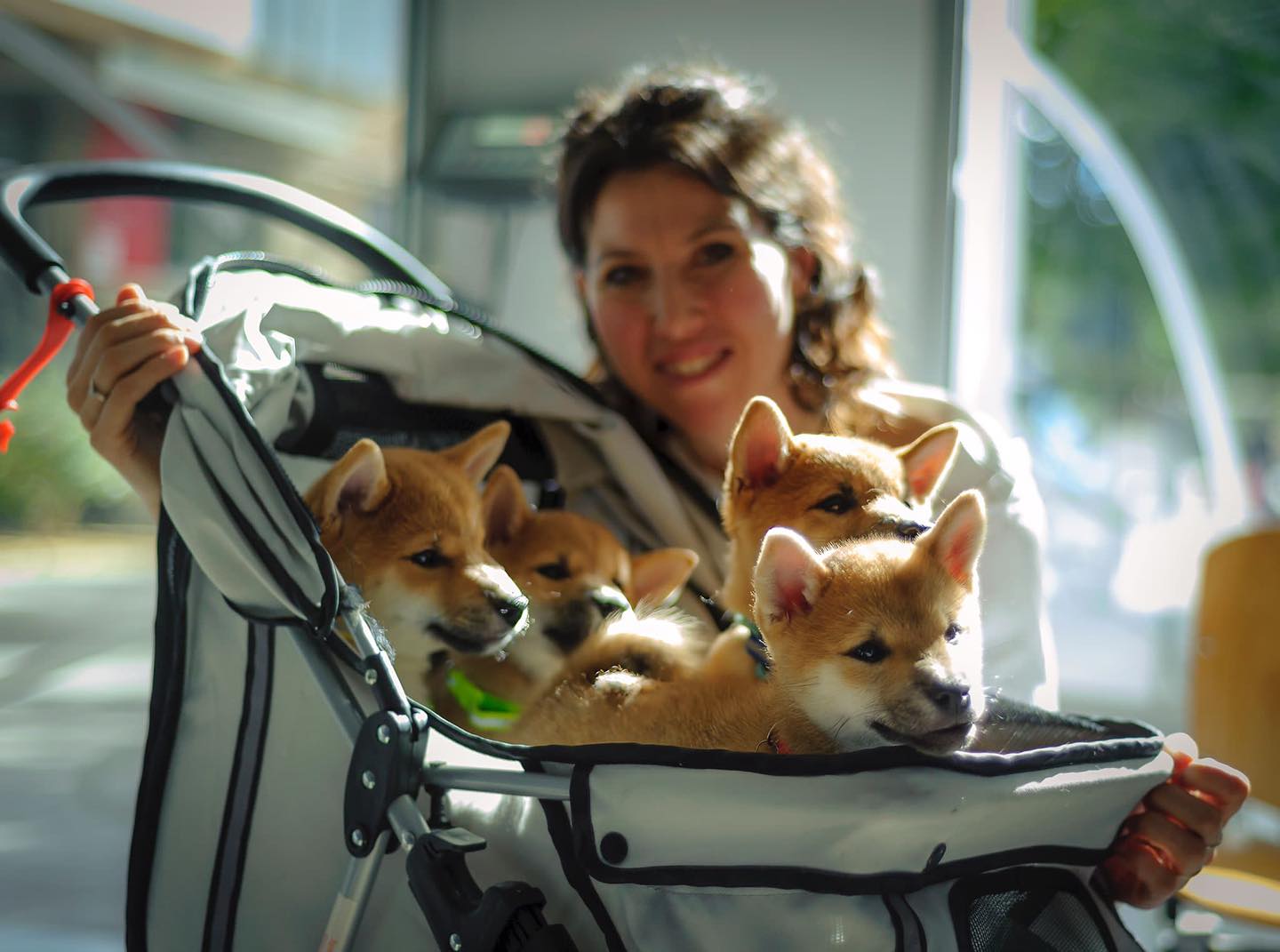 Fotografia: @pepejara_neoncactus en @sanroqueveterinarios #shibaspain #shibapuppy #kawairashii #shiba #shibainu #dogsofinstagram #shibalove #shibadog #puppy #柴犬 #shibainupuppy #shibamania #instadog #shibagram #shibalovers #dogstagram #dogs #love #doglover #shibainulove #shibasofinstagram #shibastagram #かわいい #shibainudog #shibainumix #shibainulife #doge #shibainuworld #puppies #lovepuppies