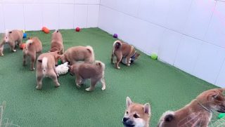 Cachorrines! 😍😍😍 #shibaspain #shibapuppy #kawairashii #shiba #shibainu #dogsofinstagram #shibalove #shibadog #puppy #柴犬 #shibainupuppy #shibamania #instadog #shibagram #shibalovers #dogstagram #dogs #love #doglover #shibainulove #shibasofinstagram #shibastagram #かわいい #shibainudog #shibainumix #shibainulife #doge #shibainuworld #puppies #lovepuppies