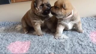 Cachorrines 😍😍😍 #shibaspain #shibapuppy #kawairashii #shiba #shibainu #dogsofinstagram #shibalove #shibadog #puppy #柴犬 #shibainupuppy #shibamania