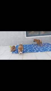 😍 #shibaspain #shibapuppy #kawairashii #shiba #shibainu #dogsofinstagram #shibalove #shibadog #puppy #柴犬 #shibainupuppy #shibamania